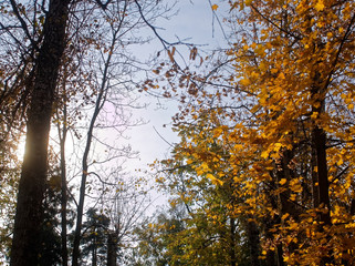 bright yellow autumn leaves on a clear day