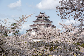 Obraz premium Tsuruga-jo castle with sakura
