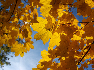 bright yellow autumn leaves on a clear day