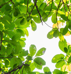 Backlit tree leaves in home flower garden on sunny day with white background.