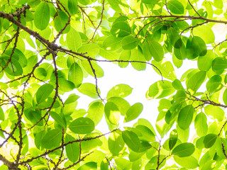 Backlit tree leaves in home flower garden on sunny day with white background.