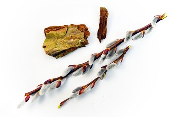 Wierzba białe tło © Monika