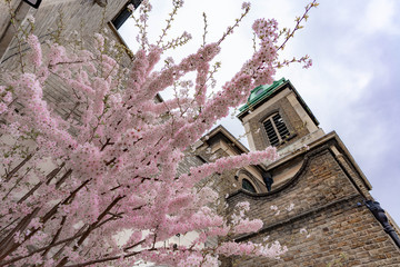 cherry blossom and old church