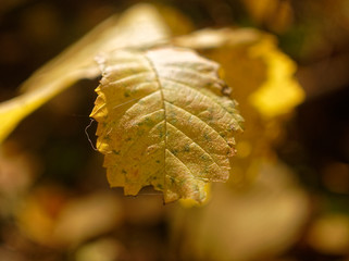 bright yellow autumn leaves on a clear day