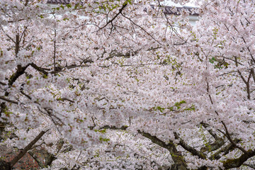 Cherry blossom tree (sakura flower) in Tsuruga-jo Castle