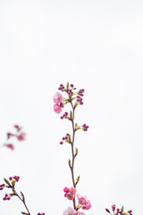 Obraz premium cherry tree in blooming 