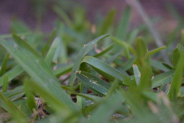 Acercamiento de pasto verde con detalles amarillos y ocres