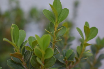 Obraz premium Acercamiento de ramas de arbusto verde y amarillo