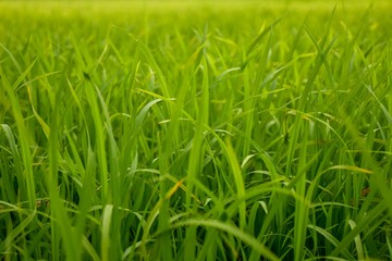 Green rice fields