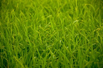 Green rice fields