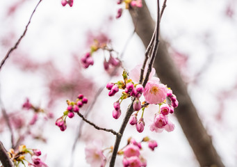 cherry tree in blooming 