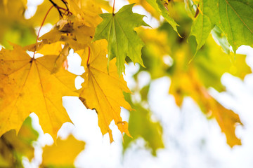 bright yellow maple leaves on a tree against the blue sky