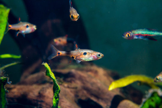 Strawberry Rasbora (Boraras naevus)