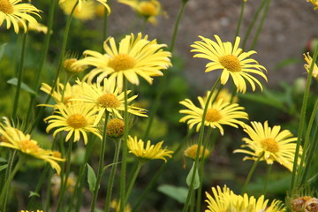 Leopard's Bane (Doronicum)
