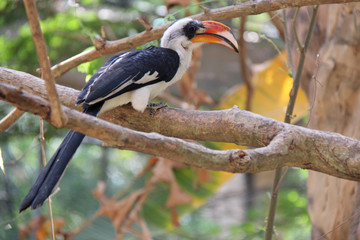Hornbill (Thailand)