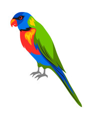 Illustration of rainbow lorikeet. Tropical exotic bird on white background.