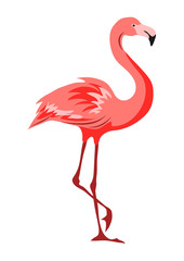 Illustration of pink flamingo. Tropical exotic bird on white background.