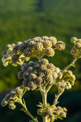 Green plants grow on a background of blue sky high in the mountains above the cliff