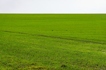 Hirtshalls, Denmark A green filed lies fallow in the winter.