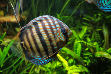 Heckel Discus Fish (Symphysodon discus)