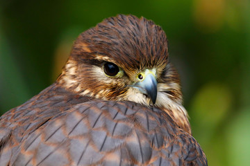 Merlin (Falco columbarius) Bird of Prey close up head and shoulders