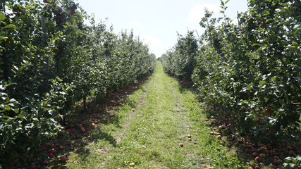 apple orchard