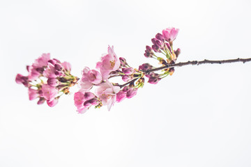 cherry tree in blooming 