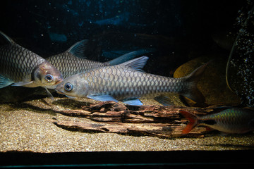 Thai Mahseer (Tor tambroides) © Chonlasub