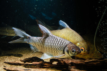 Silver barb (Barbonymus gonionotus)