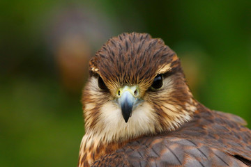 Merlin (Falco columbarius) Bird of Prey close up head and shoulders