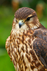 Merlin (Falco columbarius) Bird of Prey close up head and shoulders
