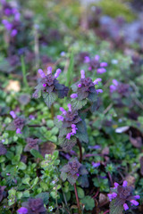 nepeta catmint blue dragon