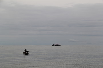 ducks in the pacific sea