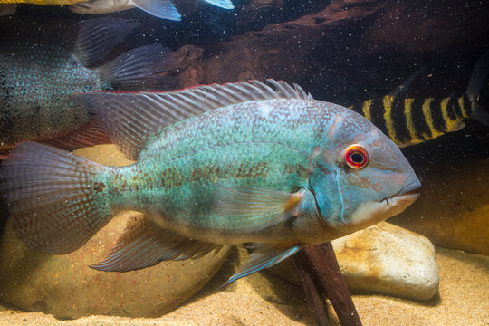 true parrot cichlid