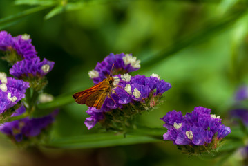 Farfalla marrone sui fiori semprevivi