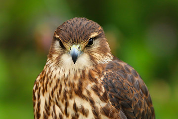 Merlin (Falco columbarius) Bird of Prey close up head and shoulders