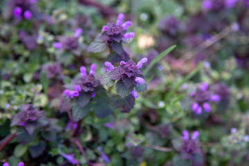 nepeta catmint blue dragon