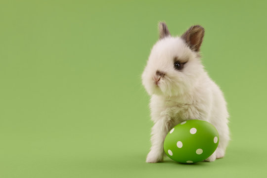 White baby bunny rabbit with green painted polka-dotted egg on green background. Easter holiday concept.