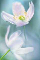 wood anemone wild flower abstract. Romantic dreamy soft focus macro of a pink wildflower  depicting purity, serenity and hope for true lovetrue love, romantic, romance,