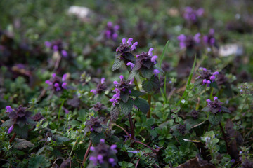 purple clover meadow
