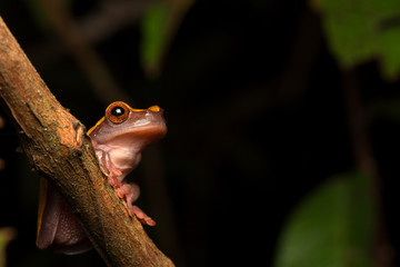 Tropical Amazon rain forest tree frog, Dendrosophus triangulum