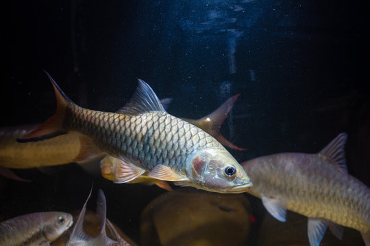 Hampala barb (Hampala macrolepidota)