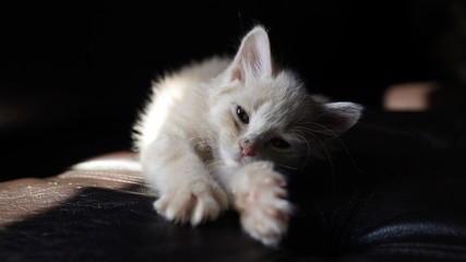 cat
