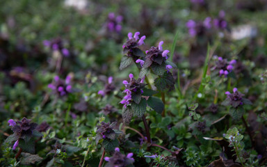 nepeta catmint blue dragon