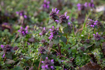 purple clover meadow - Powered by Adobe