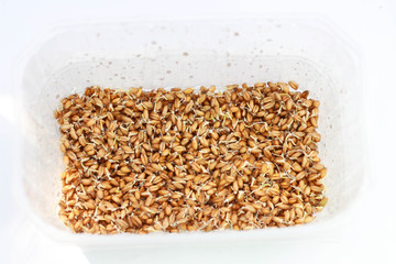 sprouted wheat in the container white background
