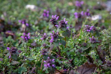 Fototapeta premium nepeta catmint blue dragon
