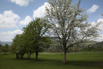 Hill valley during sunset and a beautiful green field.artvin