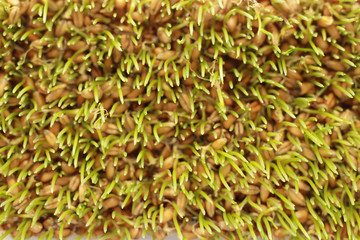 sprouted wheat in the container white background