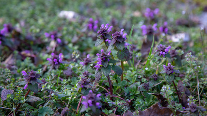 Obraz premium catmint nepeta blue dragon 